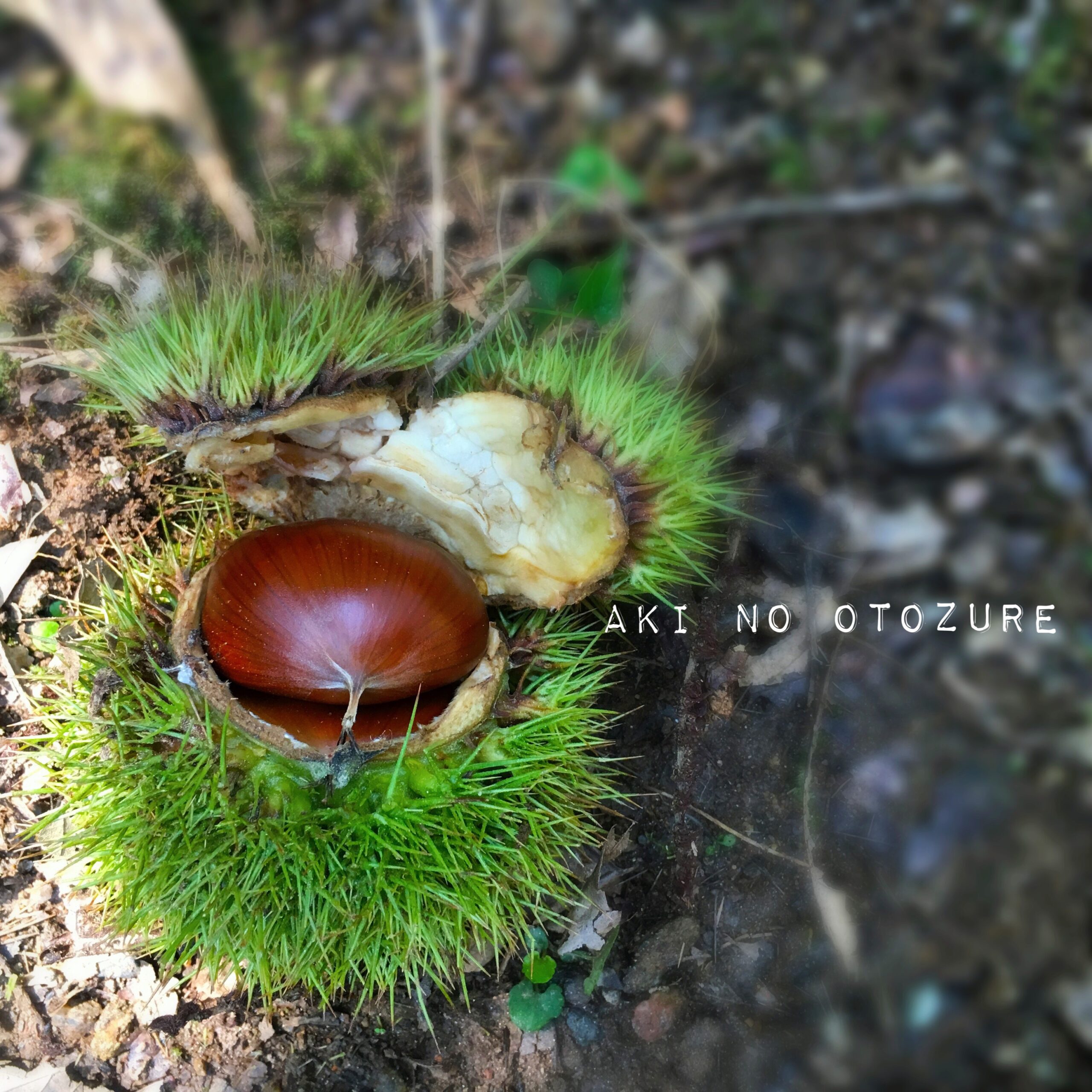 早かった栗拾い。。